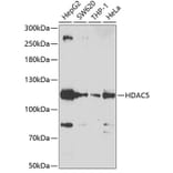 Western Blot - Anti-HDAC5 Antibody (A12089) - Antibodies.com