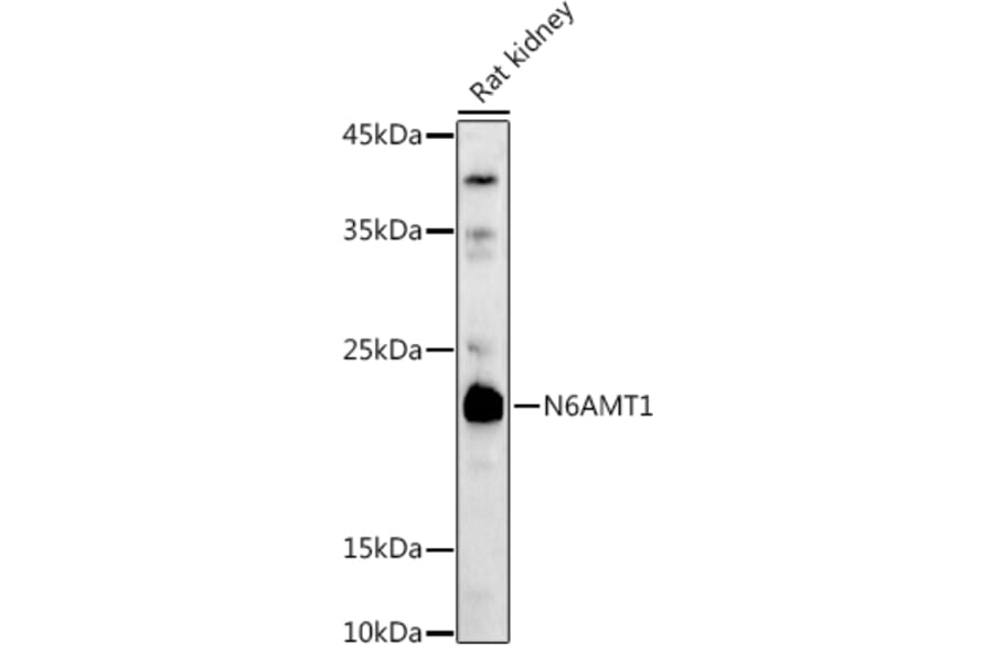 Western Blot - Anti-HEMK2/N6AMT1 Antibody (A12090) - Antibodies.com