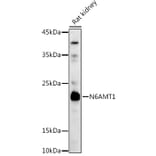 Western Blot - Anti-HEMK2/N6AMT1 Antibody (A12090) - Antibodies.com