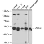 Western Blot - Anti-NSUN6 Antibody (A7205) - Antibodies.com