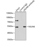 Immunoprecipitation - Anti-NSUN6 Antibody (A7205) - Antibodies.com
