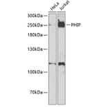 Western Blot - Anti-PHIP Antibody (A12092) - Antibodies.com