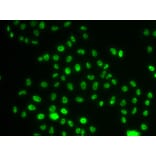 Immunofluorescence - Anti-PHIP Antibody (A12092) - Antibodies.com
