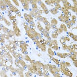 Immunohistochemistry - Anti-TOB2 Antibody (A12094) - Antibodies.com