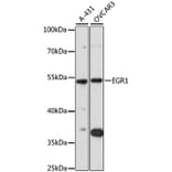 Western Blot - Anti-EGR1 Antibody (A7266) - Antibodies.com