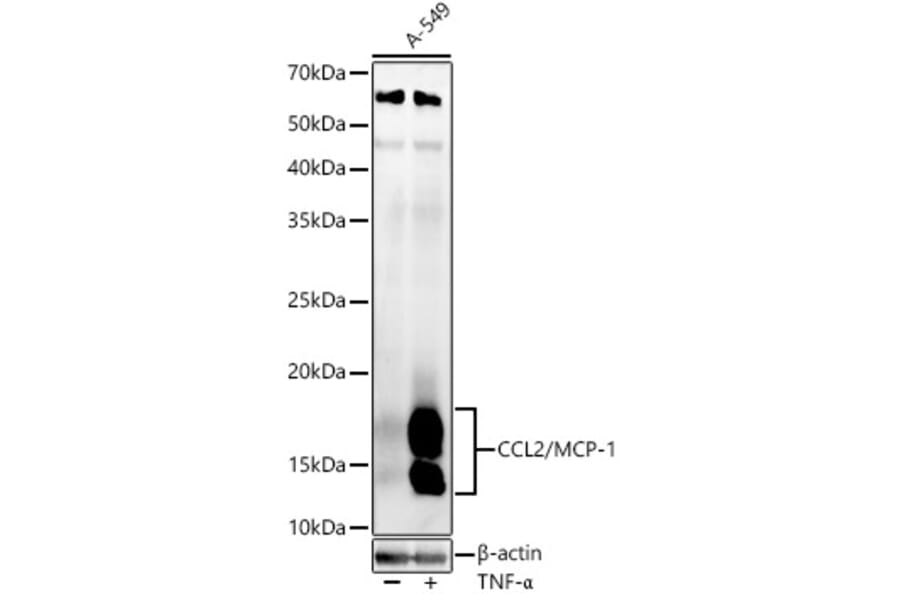 Western Blot - Anti-MCP1 Antibody (A12099) - Antibodies.com