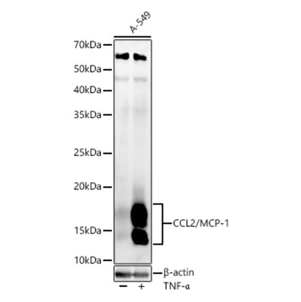 Western Blot - Anti-MCP1 Antibody (A12099) - Antibodies.com