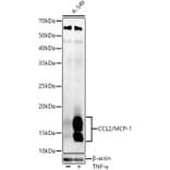 Western Blot - Anti-MCP1 Antibody (A12099) - Antibodies.com