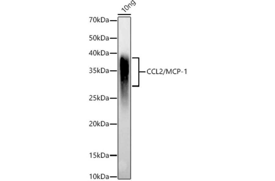 Western Blot - Anti-MCP1 Antibody (A12099) - Antibodies.com