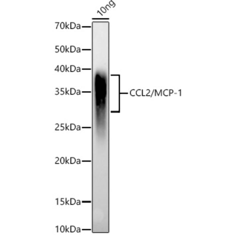 Western Blot - Anti-MCP1 Antibody (A12099) - Antibodies.com