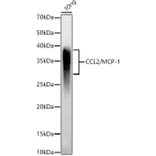 Western Blot - Anti-MCP1 Antibody (A12099) - Antibodies.com