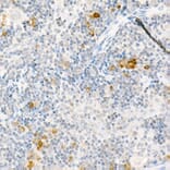 Immunohistochemistry - Anti-MCP1 Antibody (A12099) - Antibodies.com