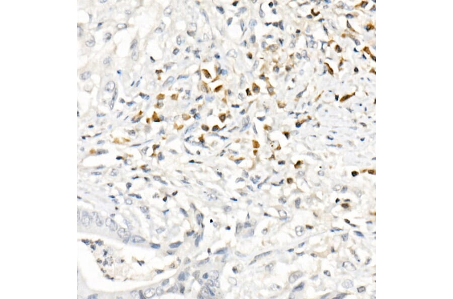 Immunohistochemistry - Anti-MCP1 Antibody (A12099) - Antibodies.com