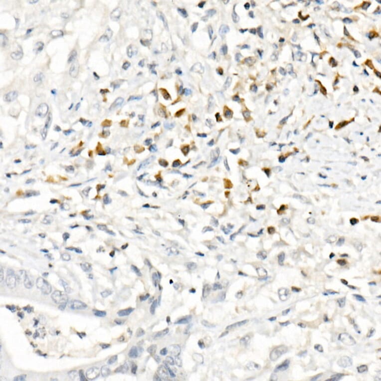 Immunohistochemistry - Anti-MCP1 Antibody (A12099) - Antibodies.com