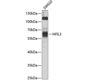 Western Blot - Anti-NFIL3 Antibody (A12101) - Antibodies.com