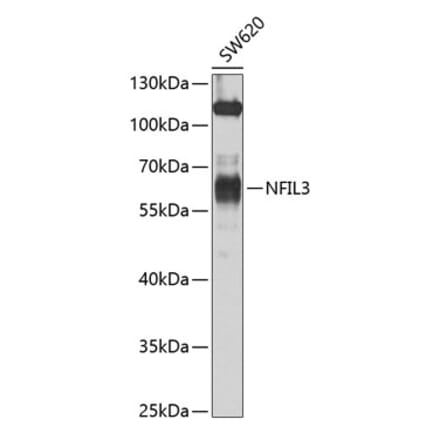 Western Blot - Anti-NFIL3 Antibody (A12101) - Antibodies.com