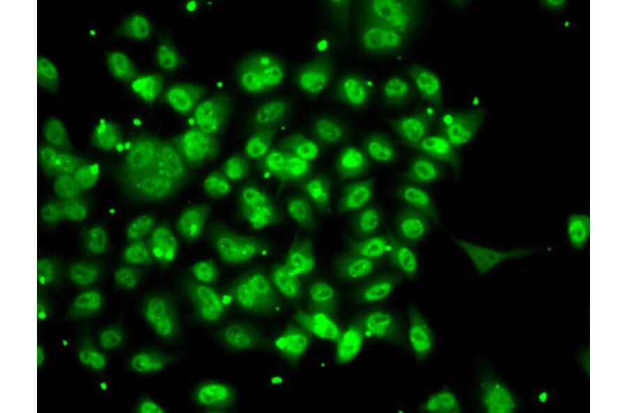 Immunofluorescence - Anti-SMYD3 Antibody (A12102) - Antibodies.com