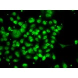 Immunofluorescence - Anti-SMYD3 Antibody (A12102) - Antibodies.com