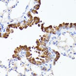Immunohistochemistry - Anti-SMYD4 Antibody (A12103) - Antibodies.com