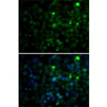Immunofluorescence - Anti-SMYD4 Antibody (A12103) - Antibodies.com