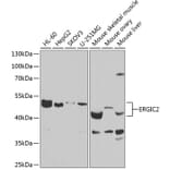 Western Blot - Anti-ERGIC2 Antibody (A12108) - Antibodies.com