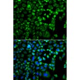 Immunofluorescence - Anti-ZAK Antibody (A12109) - Antibodies.com