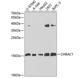 Western Blot - Anti-CHRAC1 Antibody (A12110) - Antibodies.com