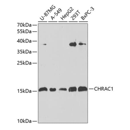 Western Blot - Anti-CHRAC1 Antibody (A12110) - Antibodies.com