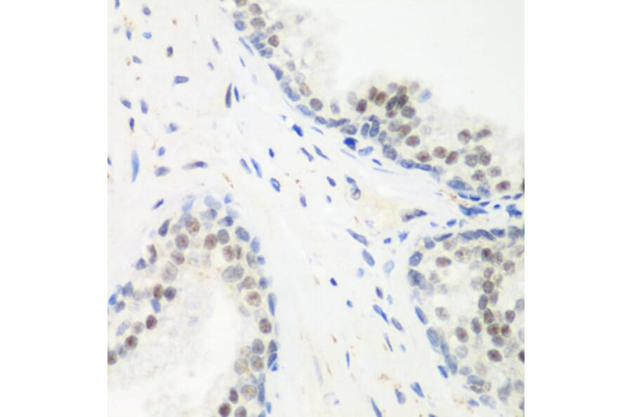 Immunohistochemistry - Anti-PPAN Antibody (A12111) - Antibodies.com