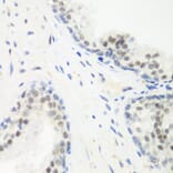 Immunohistochemistry - Anti-PPAN Antibody (A12111) - Antibodies.com
