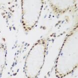 Immunohistochemistry - Anti-PPAN Antibody (A12111) - Antibodies.com