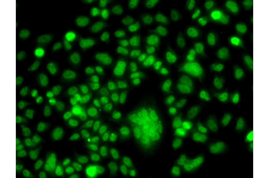 Immunofluorescence - Anti-PPAN Antibody (A12111) - Antibodies.com