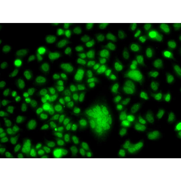 Immunofluorescence - Anti-PPAN Antibody (A12111) - Antibodies.com