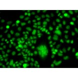 Immunofluorescence - Anti-PPAN Antibody (A12111) - Antibodies.com