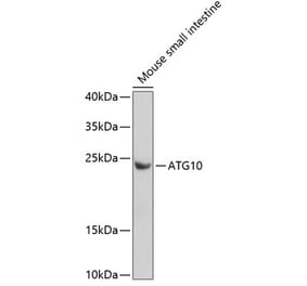 Western Blot - Anti-ATG10 Antibody (A12112) - Antibodies.com