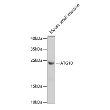 Western Blot - Anti-ATG10 Antibody (A12112) - Antibodies.com