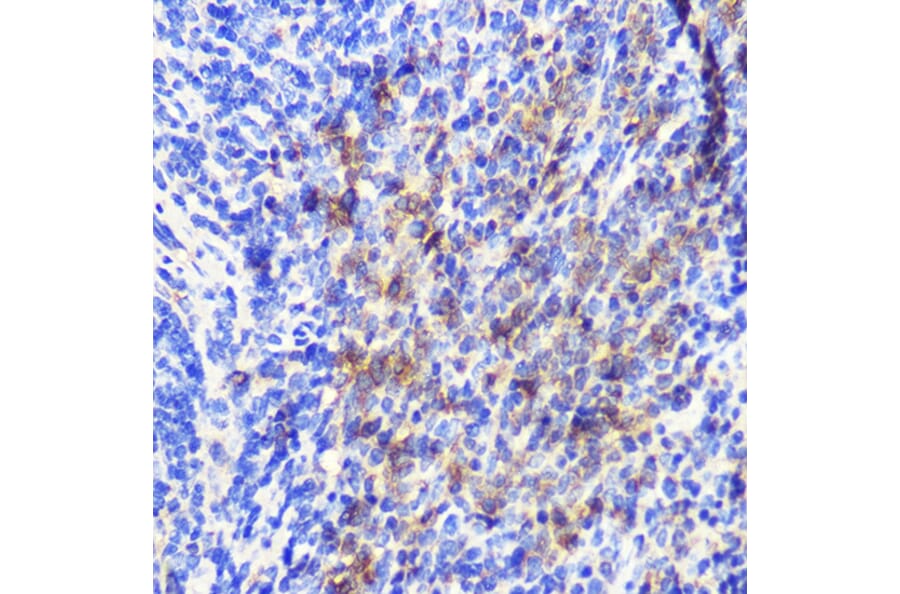 Immunohistochemistry - Anti-ATG10 Antibody (A12112) - Antibodies.com