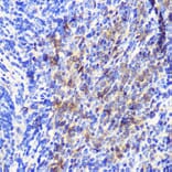 Immunohistochemistry - Anti-ATG10 Antibody (A12112) - Antibodies.com