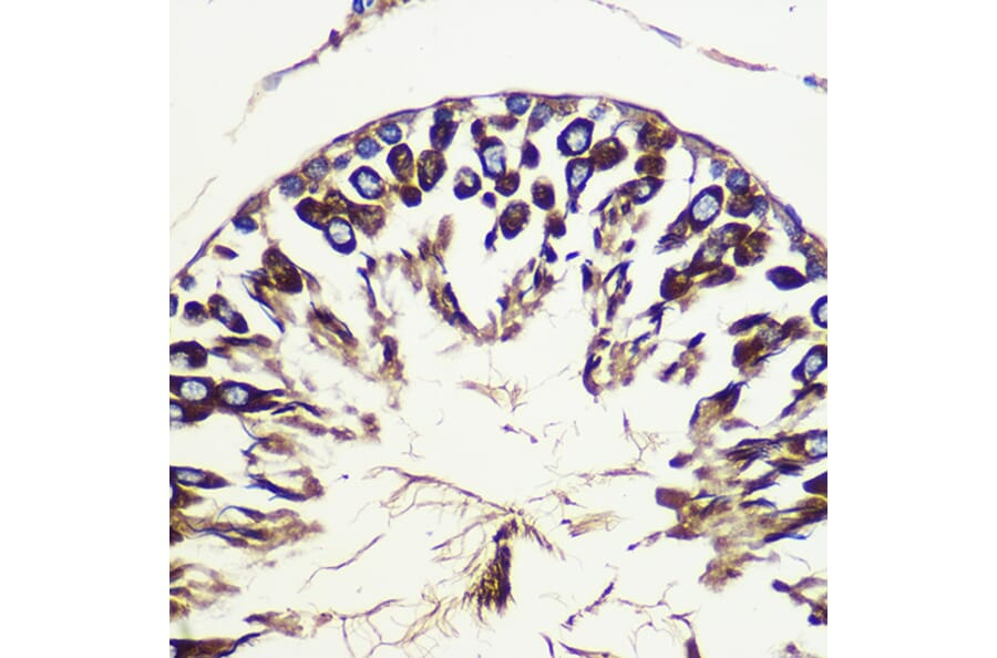Immunohistochemistry - Anti-ATG10 Antibody (A12112) - Antibodies.com