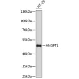 Western Blot - Anti-ANGPT1 Antibody (A7413) - Antibodies.com