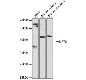 Western Blot - Anti-SIRT6 Antibody (A12116) - Antibodies.com