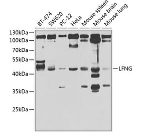 Western Blot - Anti-Lunatic Fringe Antibody (A12119) - Antibodies.com