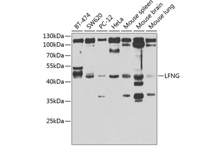 Western Blot - Anti-Lunatic Fringe Antibody (A12119) - Antibodies.com