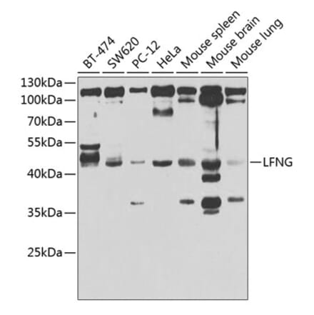 Western Blot - Anti-Lunatic Fringe Antibody (A12119) - Antibodies.com