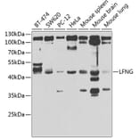 Western Blot - Anti-Lunatic Fringe Antibody (A12119) - Antibodies.com