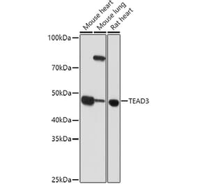 Western Blot - Anti-TEAD3 Antibody (A12121) - Antibodies.com