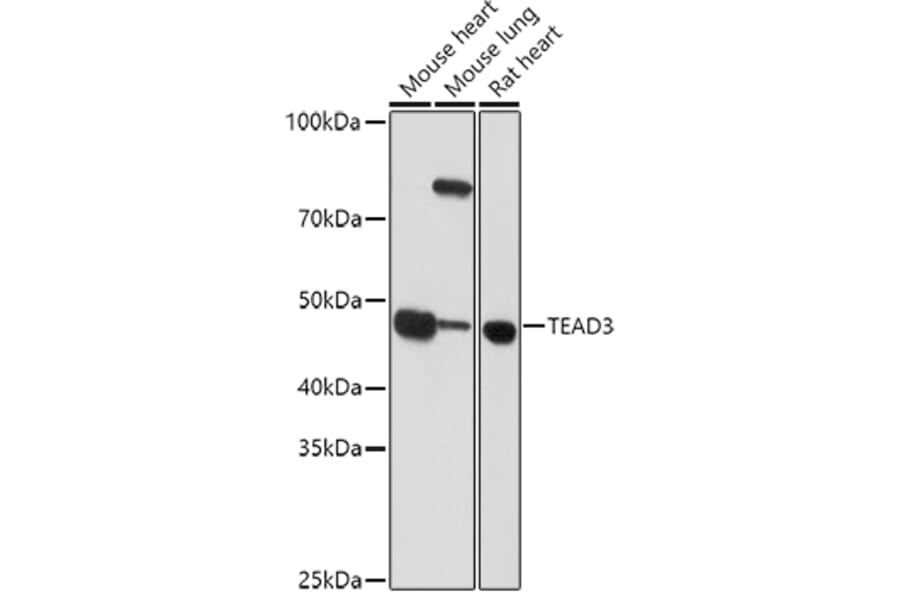 Western Blot - Anti-TEAD3 Antibody (A12121) - Antibodies.com