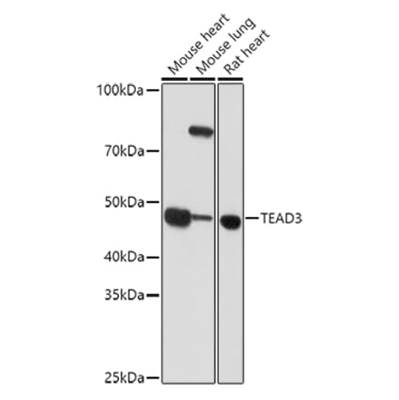 Western Blot - Anti-TEAD3 Antibody (A12121) - Antibodies.com