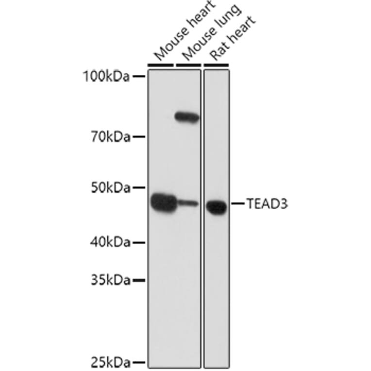 Western Blot - Anti-TEAD3 Antibody (A12121) - Antibodies.com
