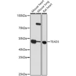 Western Blot - Anti-TEAD3 Antibody (A12121) - Antibodies.com